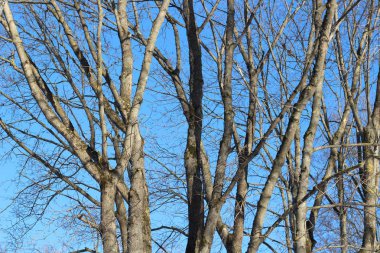 Akçaağaç arka sokakta ağaçlar gövdeleri