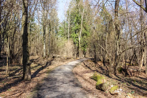 Sentier Asphalte Dans Forêt Avec Virage — Photo