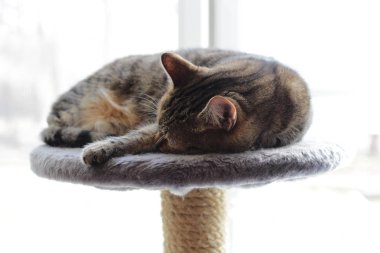 Kedi bir stand üzerine uyur