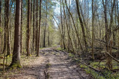 Orman yoluyla kötü yol