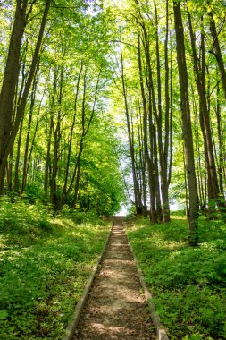 Park alanı, ıhlamur orman