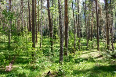Pinery. Orman Kaluzhskiy bölgesi, Rusya Federasyonu