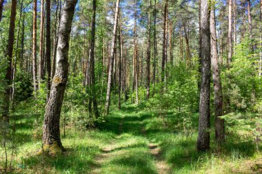 Pinery. Orman Kaluzhskiy bölgesi, Rusya Federasyonu
