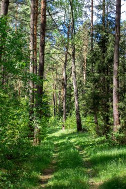 Pinery. Orman Kaluzhskiy bölgesi, Rusya Federasyonu