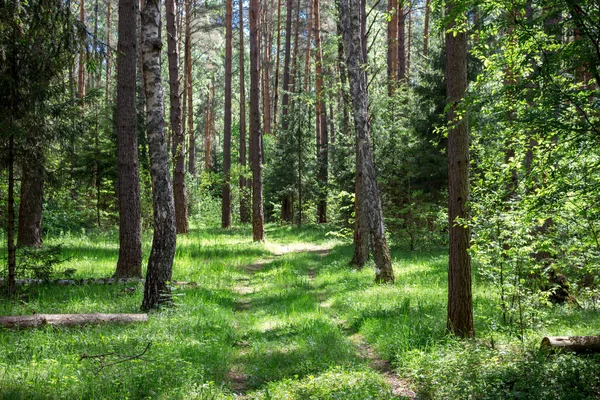 Pinery Forest Kaluzhskiy Region Russia — Stock Photo, Image