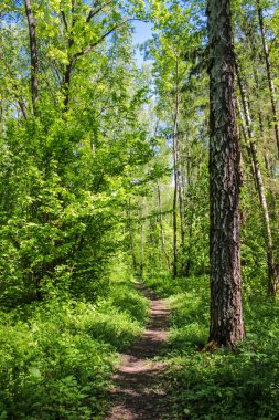 Yaprak döken orman, bahar günü
