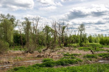 Bataklıkta Kuru ağaçlar