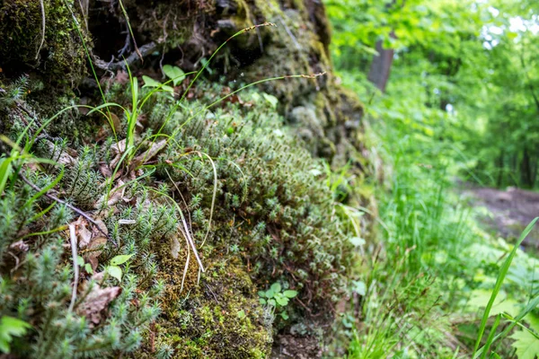 Muschio Della Foresta Giorno Primavera — Foto Stock