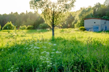 Tek bir ağaç olan güzel vahşi alana