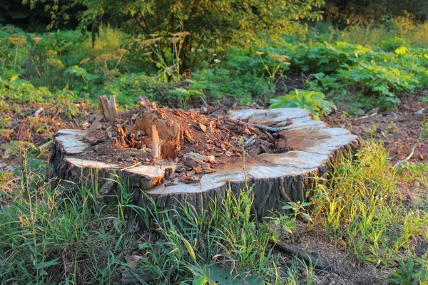 Stump Large Old Growth Willow — Stock Photo, Image