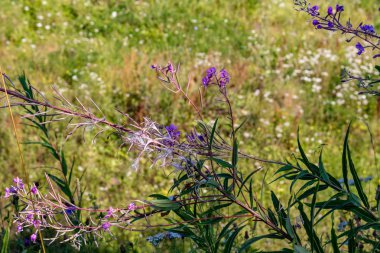 Chamaenerion angustifolium (olarak da bilinen fireweed, büyük willowherb, rosebay willowherb)