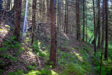 Tepelik bir alanda kozalaklı orman