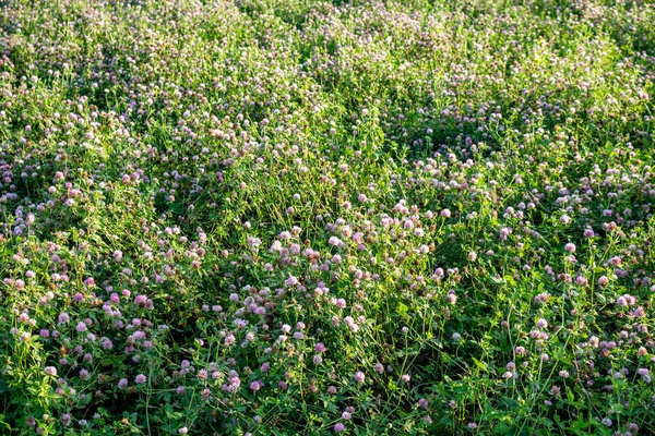 Clover field background, agriculture.