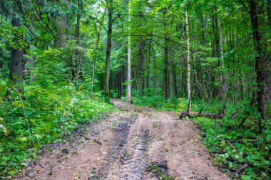 Yaz Karma bir orman yoluyla bir takas