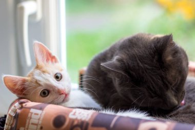 Sepet içinde beyaz bir kedi ve bir gri kedi yalan