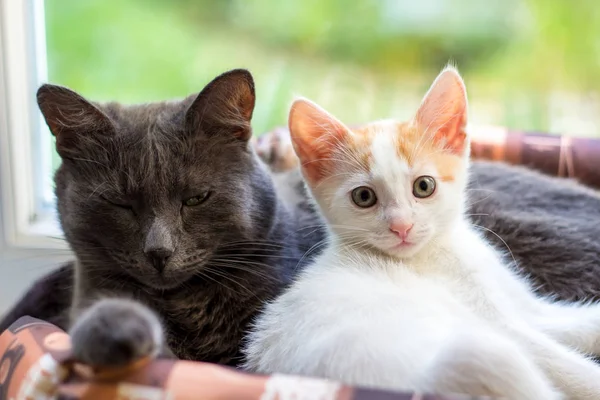 Sepet Içinde Beyaz Bir Kedi Bir Gri Kedi Yalan — Stok fotoğraf