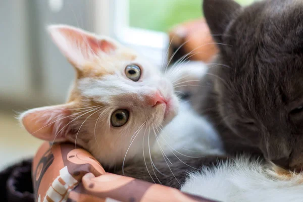 Sepet Içinde Beyaz Bir Kedi Bir Gri Kedi Yalan — Stok fotoğraf