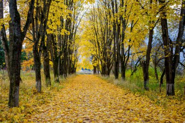 Sonbahar sokakta parlak akçaağaç