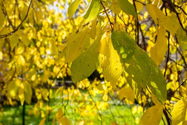 Желтые Листья Дереве Солнечный Осенний День Парке — стоковое фото