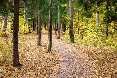 Güz karma bir ormandaki ağaçlar arasında dolambaçlı bir yol