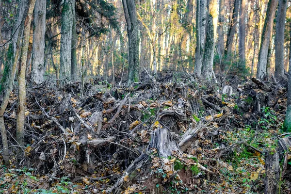 根こそぎ木が森の中に積み上げられました — ストック写真