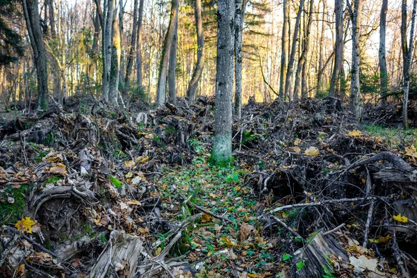 Entwurzelte Bäume Stapeln Sich Wald — Stockfoto