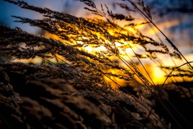 Günbatımı, görünümü alan çim ile