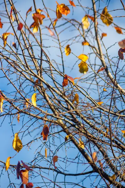 Folhas Últimas Uma Árvore Outono — Fotografia de Stock