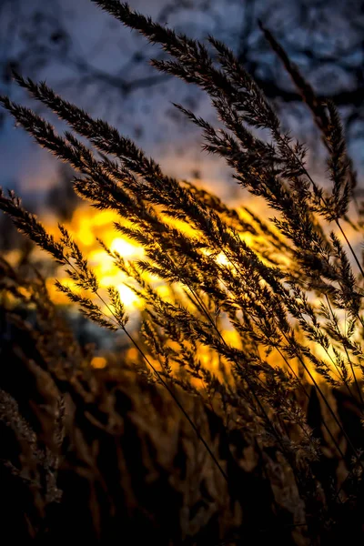 Puesta Sol Vista Través Hierba Campo —  Fotos de Stock