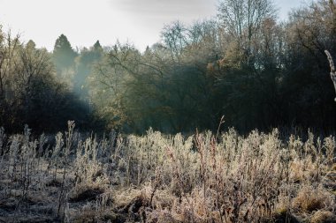 Bir alan soğuk sabah güneş ışınları tarafından yaktı