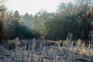 Kasım ayında sabah frost ile çim kaplı