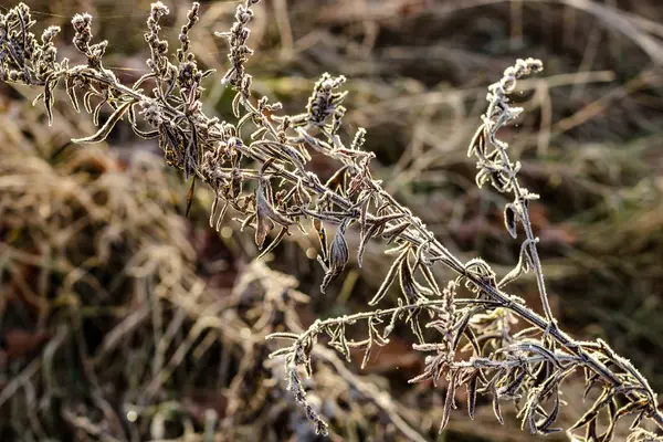 Трава Покрытая Морозом Утром Ноябре — стоковое фото
