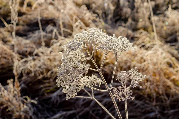 Gras Bedekt Met Vorst Ochtend November — Stockfoto