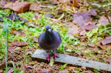 Çimlerin üzerinde güvercinler