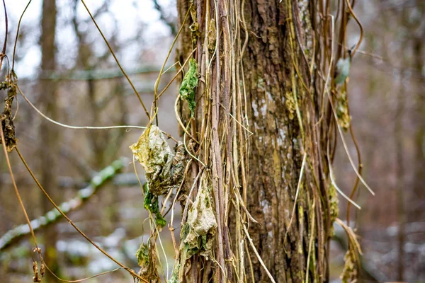 Dickicht Der Schlucht — Stockfoto