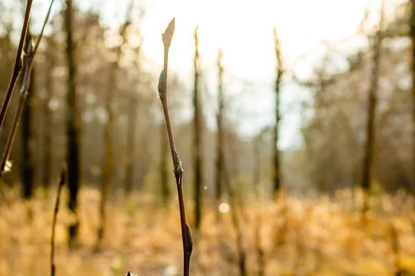 Росток Молодого Дерева Против Желтого Поля Осенью — стоковое фото