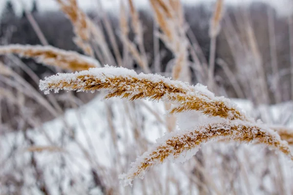 Trockenes Gras Auf Dem Feld Schnee Winter — Stockfoto