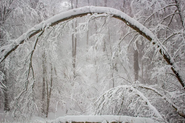 Träd Snön Efter Ett Snöfall Vintern — Stockfoto