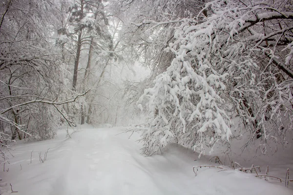 Bomen Sneeuw Een Zware Sneeuwval Winter — Stockfoto