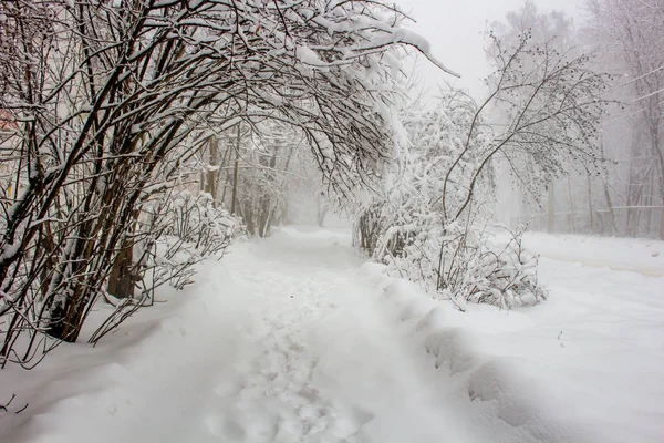 Bomen Sneeuw Een Zware Sneeuwval Winter — Stockfoto