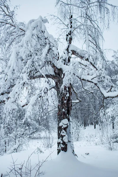 Bomen Sneeuw Een Zware Sneeuwval Winter — Stockfoto