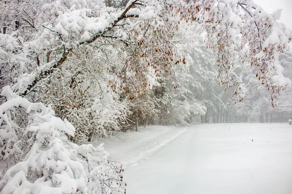 Bomen Sneeuw Een Zware Sneeuwval Winter — Stockfoto