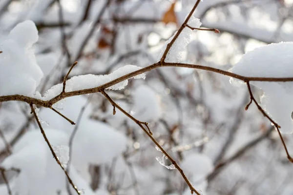 Сніг Гілках Взимку — стокове фото