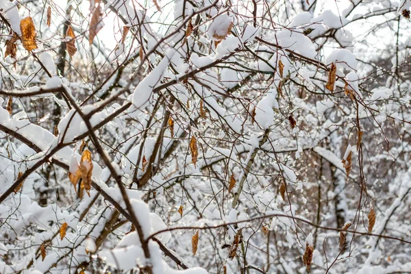 Schnee Auf Den Ästen Winter — Stockfoto