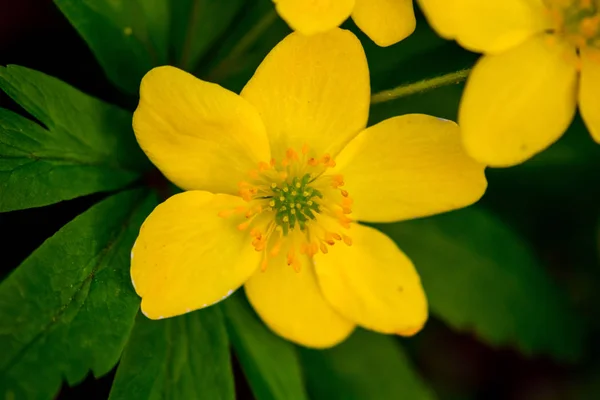 Желтые Цветы Растения Anemone Ranunculoides Весной Начале Мая — стоковое фото