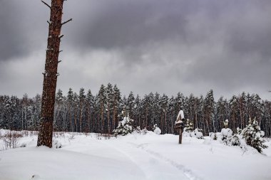 Kozelsk, Sosensky, Rusya Federasyonu - Ocak 2019: İşaretçi doğa anıtı 