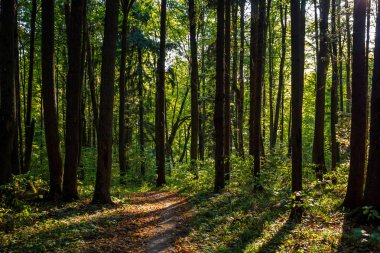 Güneş ışığı altında karışık orman