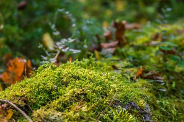 Yeşil yosun ormana düşmüş bir ağaç üzerinde