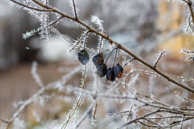 Hoarfrost ağaç dalları üzerinde soğuk bir sabahı
