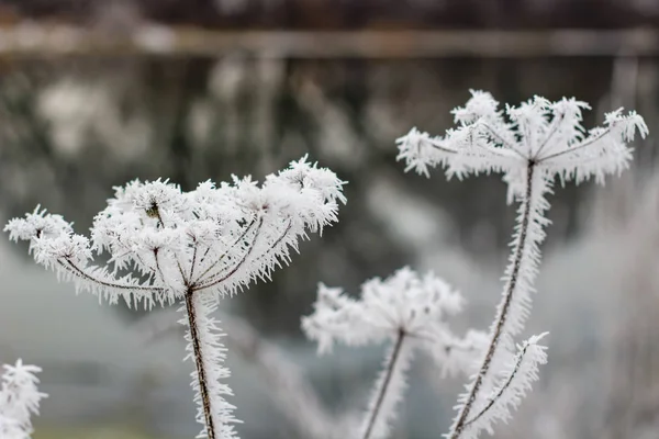 大自然中覆盖着多刺霜 寒流的伞植物 — 图库照片